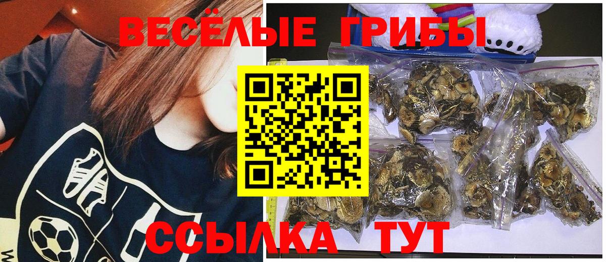 Артём  Псилоцибиновые грибы Psilocybe  Вход с VPN 